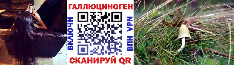 Псилоцибиновые грибы Psilocybe Курчалой